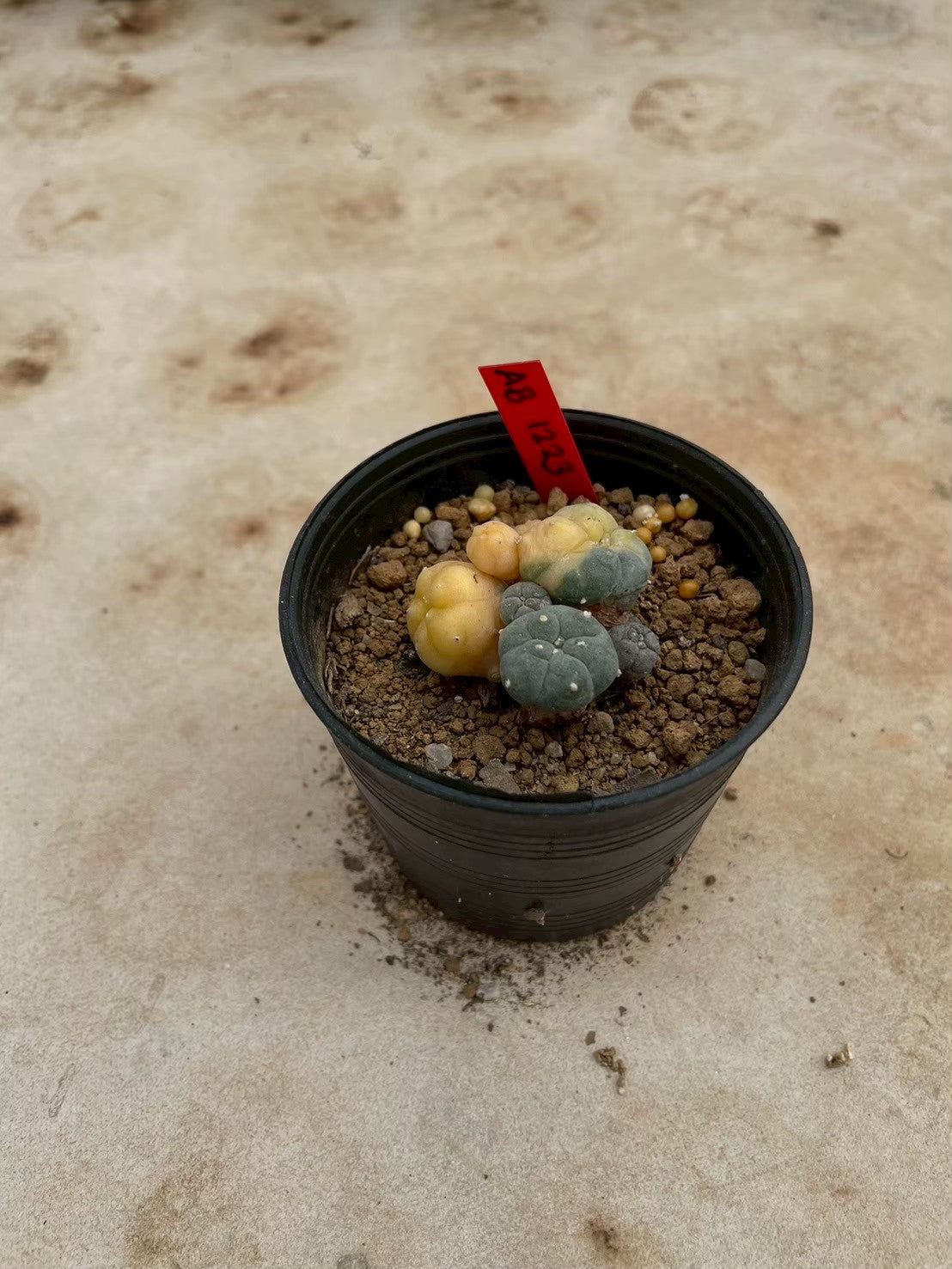 Lophophora williamsii variegate – Peyote Cactus (3-4 cm, Own Root) 12 years old