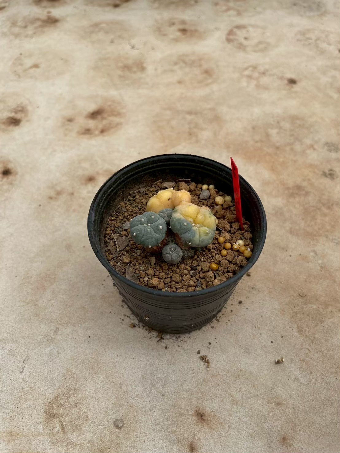 Lophophora williamsii variegate – Peyote Cactus (3-4 cm, Own Root) 12 years old
