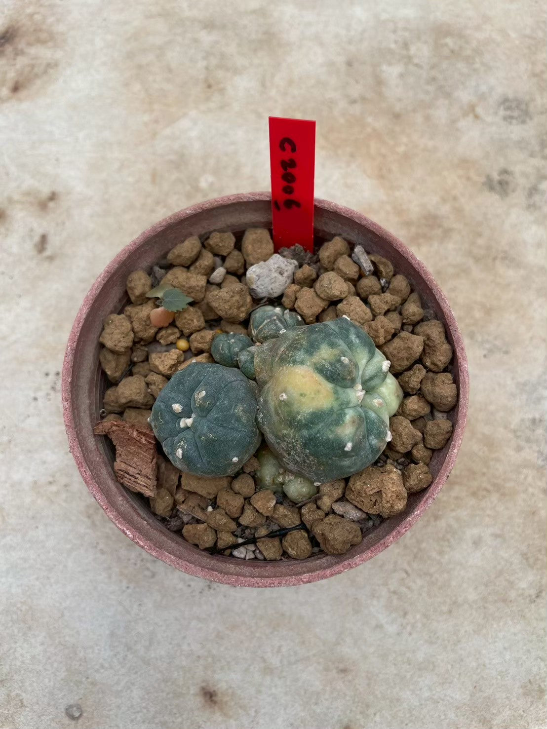 Lophophora williamsii variegata  – Peyote Cactus (3-4 cm, Own Root)