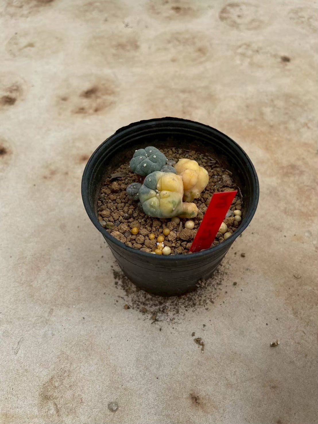 Lophophora williamsii variegate – Peyote Cactus (3-4 cm, Own Root) 12 years old