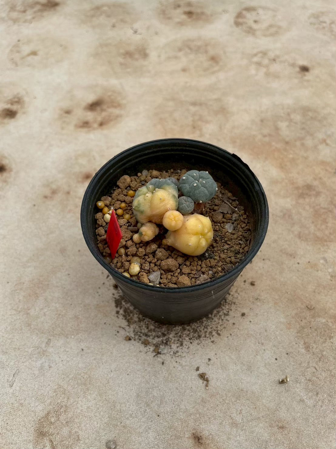 Lophophora williamsii variegate – Peyote Cactus (3-4 cm, Own Root) 12 years old