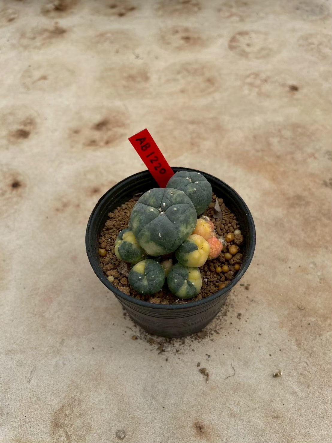 Lophophora williamsii variegate – Peyote Cactus (3-4 cm, Own Root) 12 years old