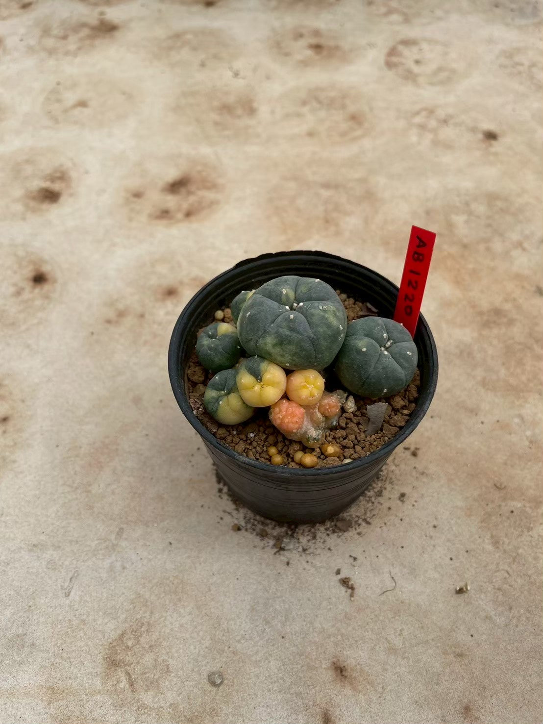 Lophophora williamsii variegate – Peyote Cactus (3-4 cm, Own Root) 12 years old