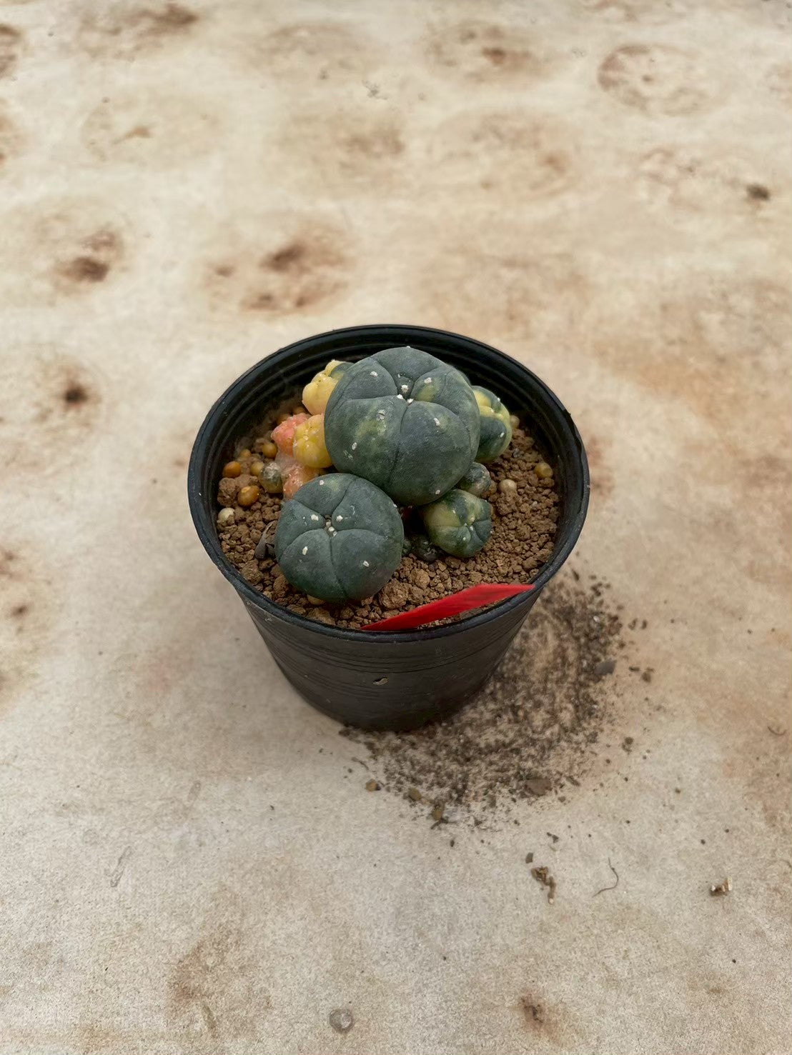 Lophophora williamsii variegate – Peyote Cactus (3-4 cm, Own Root) 12 years old