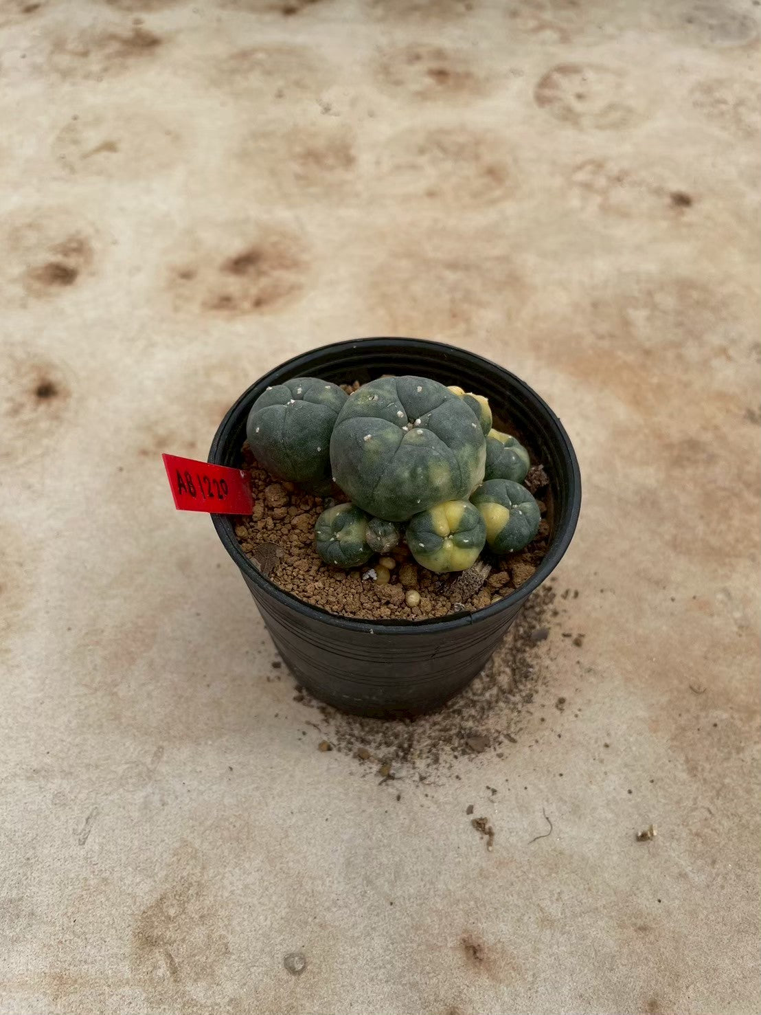 Lophophora williamsii variegate – Peyote Cactus (3-4 cm, Own Root) 12 years old