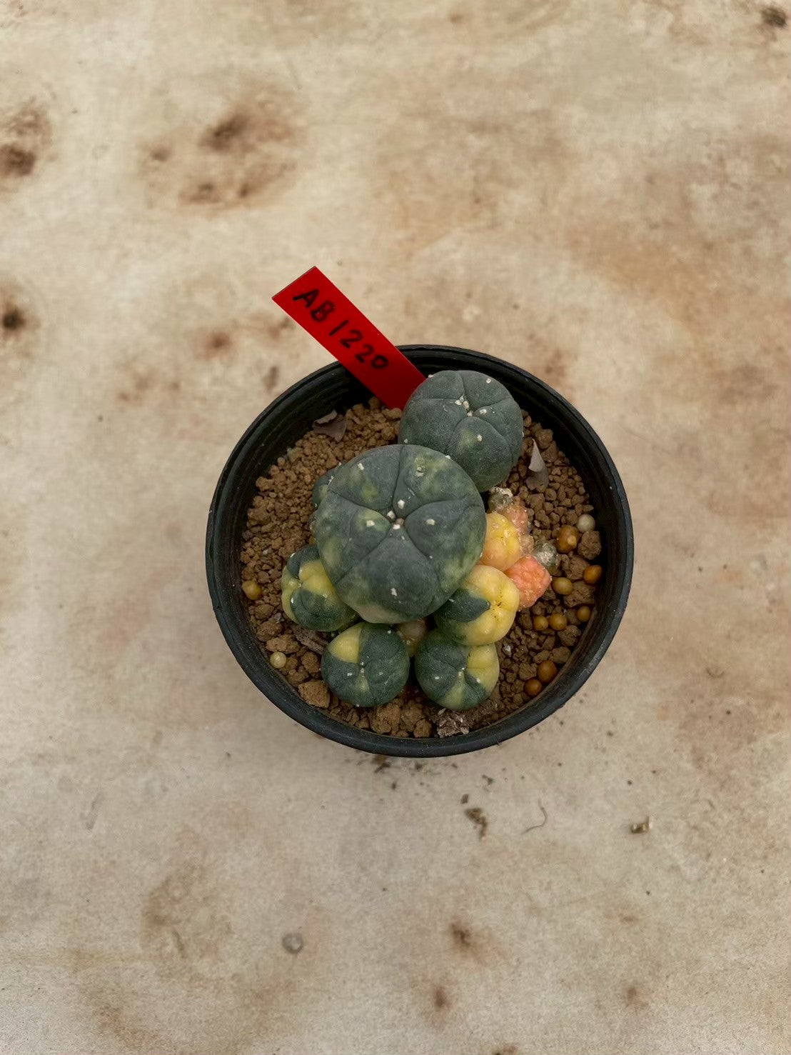 Lophophora williamsii variegate – Peyote Cactus (3-4 cm, Own Root) 12 years old