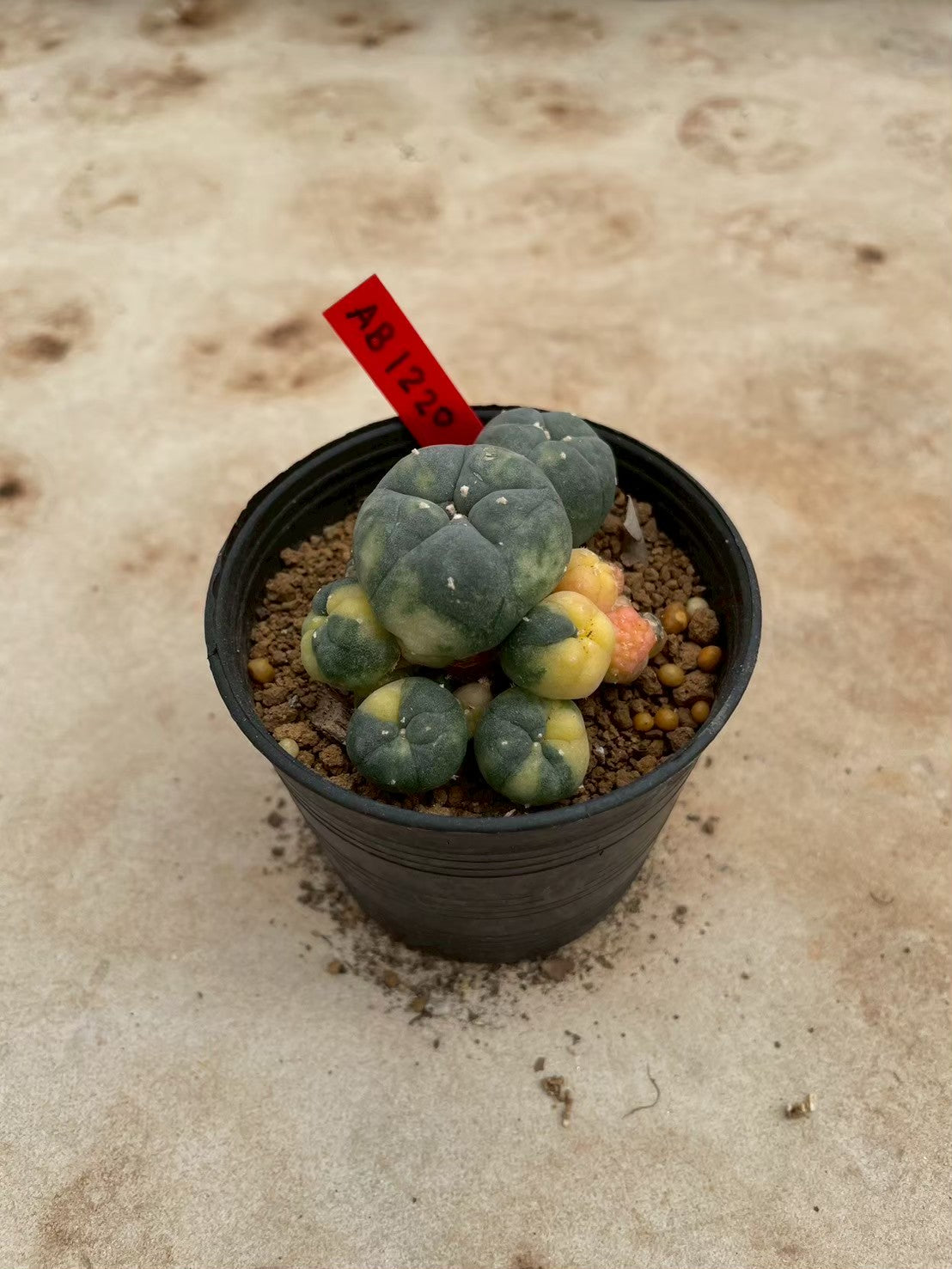 Lophophora williamsii variegate – Peyote Cactus (3-4 cm, Own Root) 12 years old