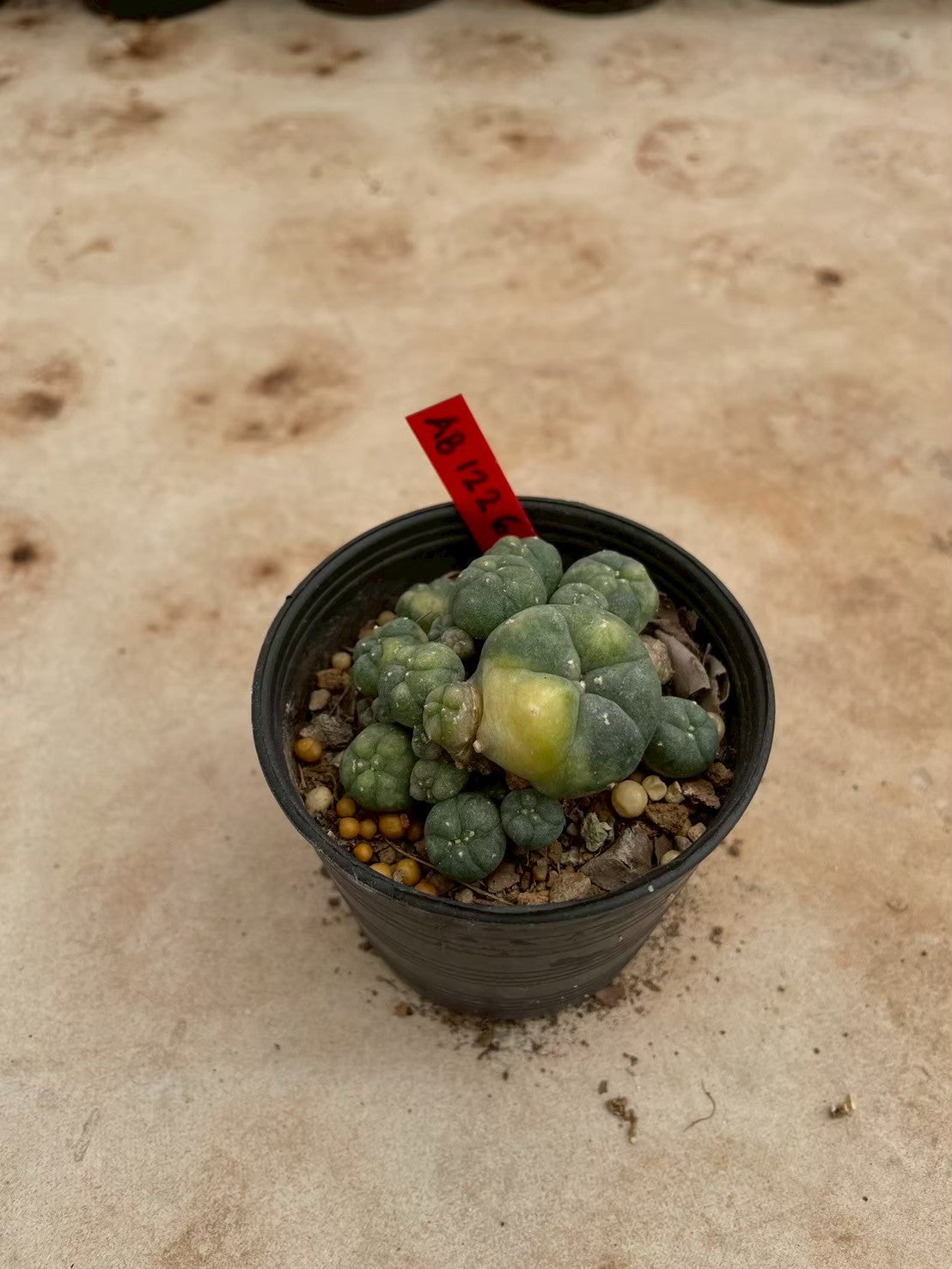 Lophophora williamsii variegate – Peyote Cactus (3-4 cm, Own Root) 12 years old