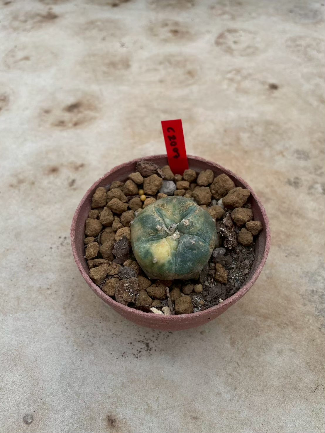 Lophophora williamsii variegata  – Peyote Cactus (3-4 cm, Own Root)