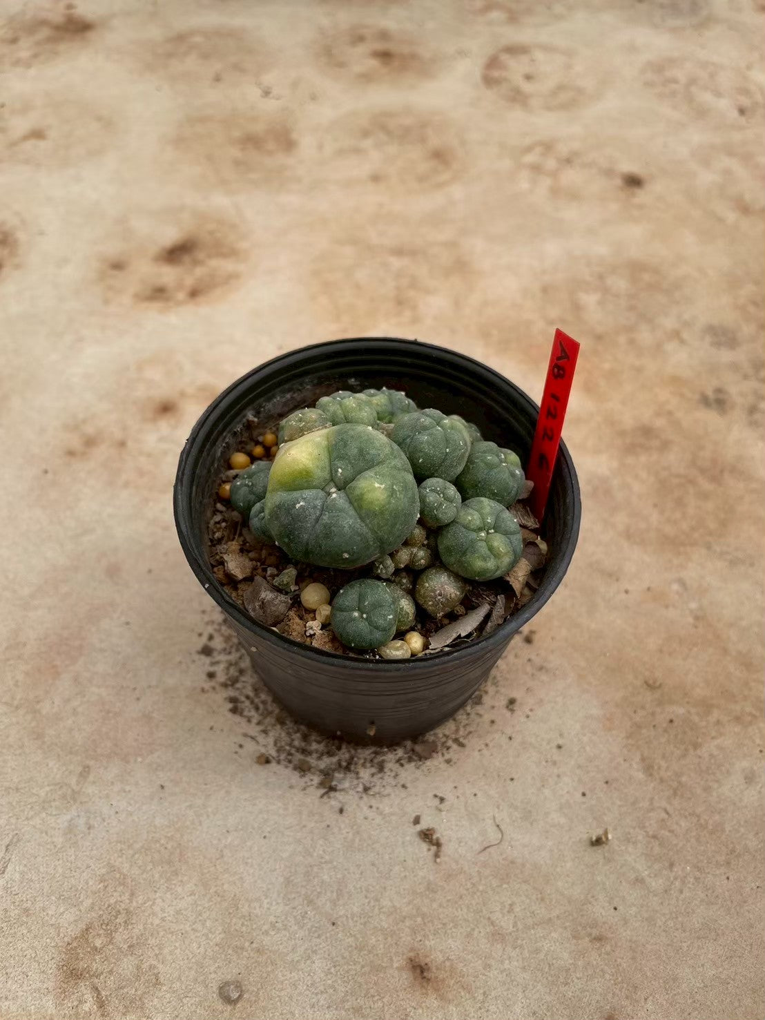 Lophophora williamsii variegate – Peyote Cactus (3-4 cm, Own Root) 12 years old