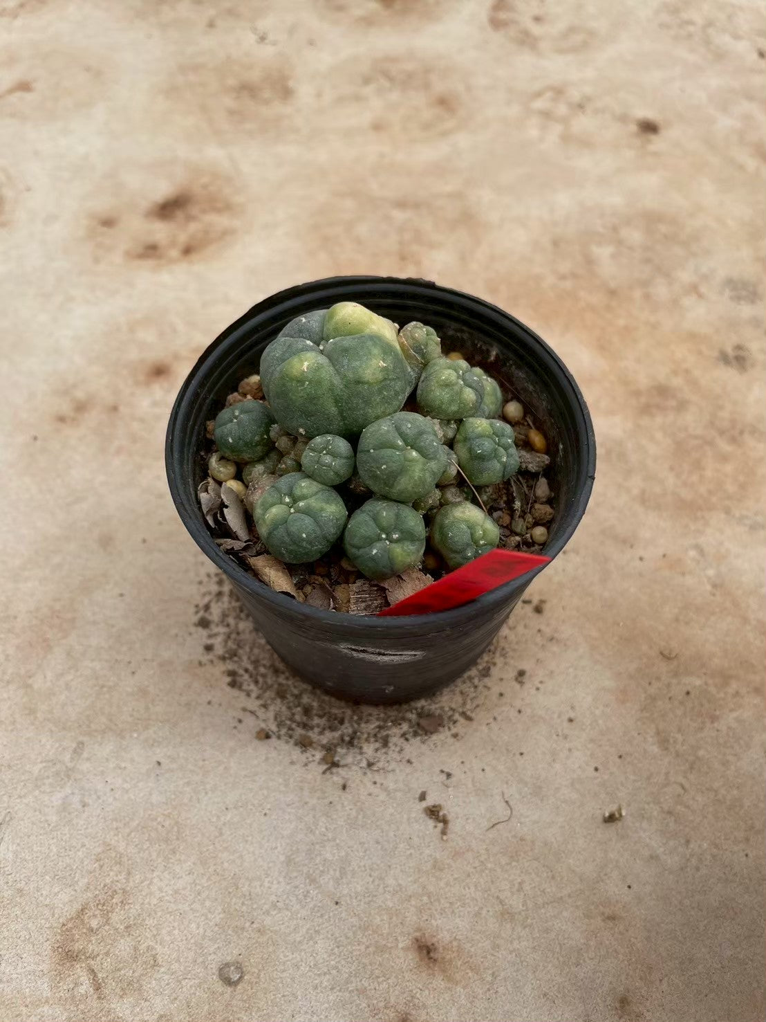 Lophophora williamsii variegate – Peyote Cactus (3-4 cm, Own Root) 12 years old