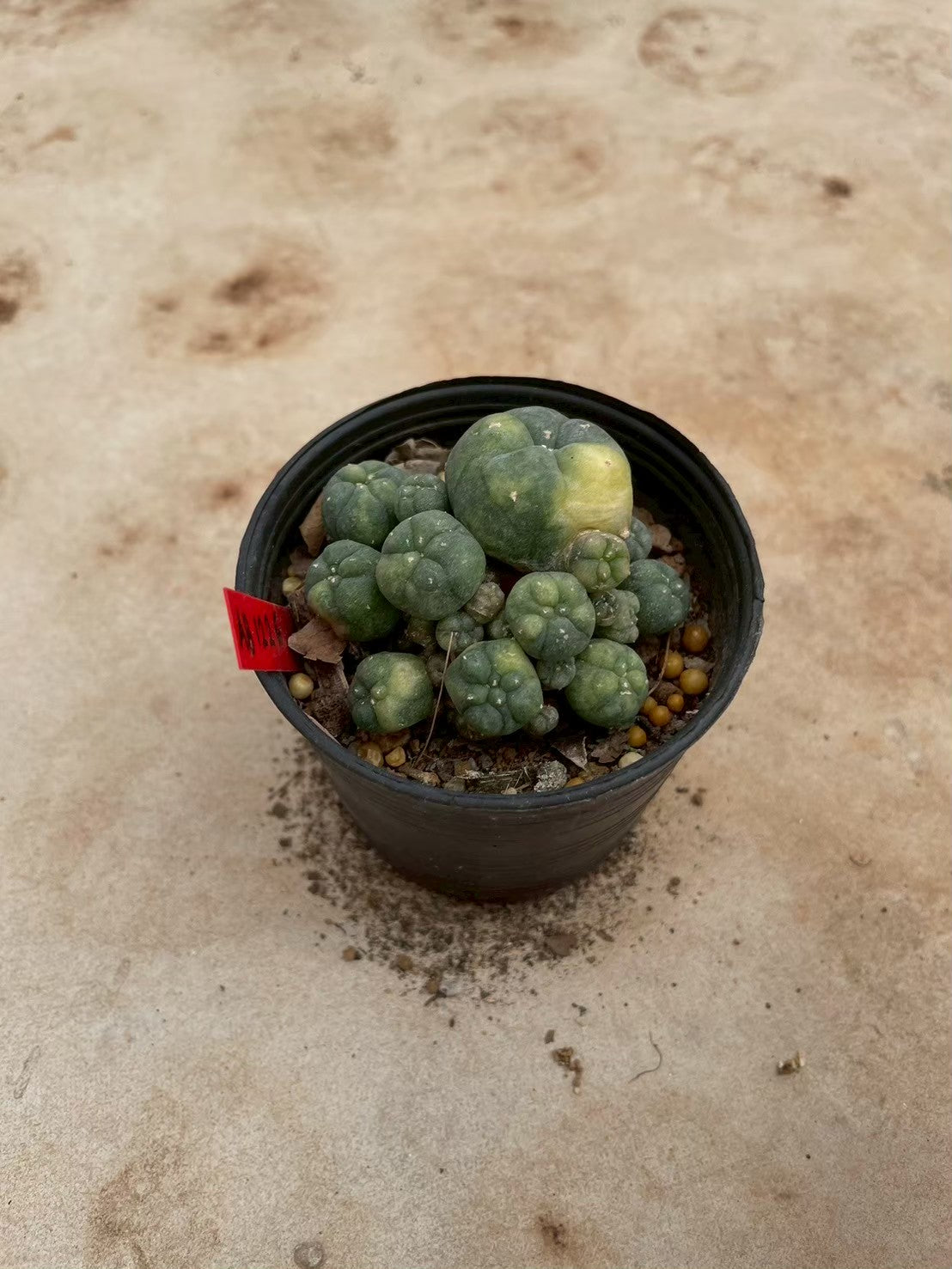 Lophophora williamsii variegate – Peyote Cactus (3-4 cm, Own Root) 12 years old