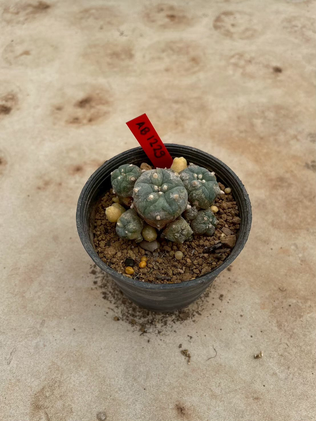 Lophophora williamsii variegate – Peyote Cactus (3-4 cm, Own Root) 12 years old
