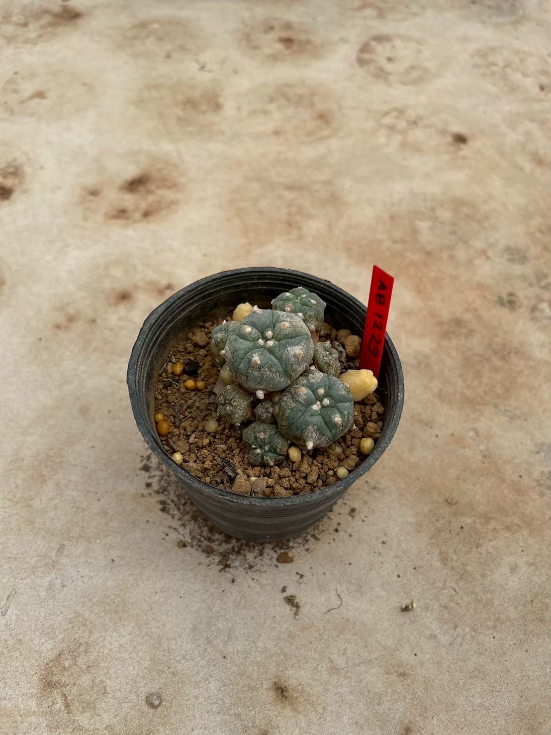 Lophophora williamsii variegate – Peyote Cactus (3-4 cm, Own Root) 12 years old
