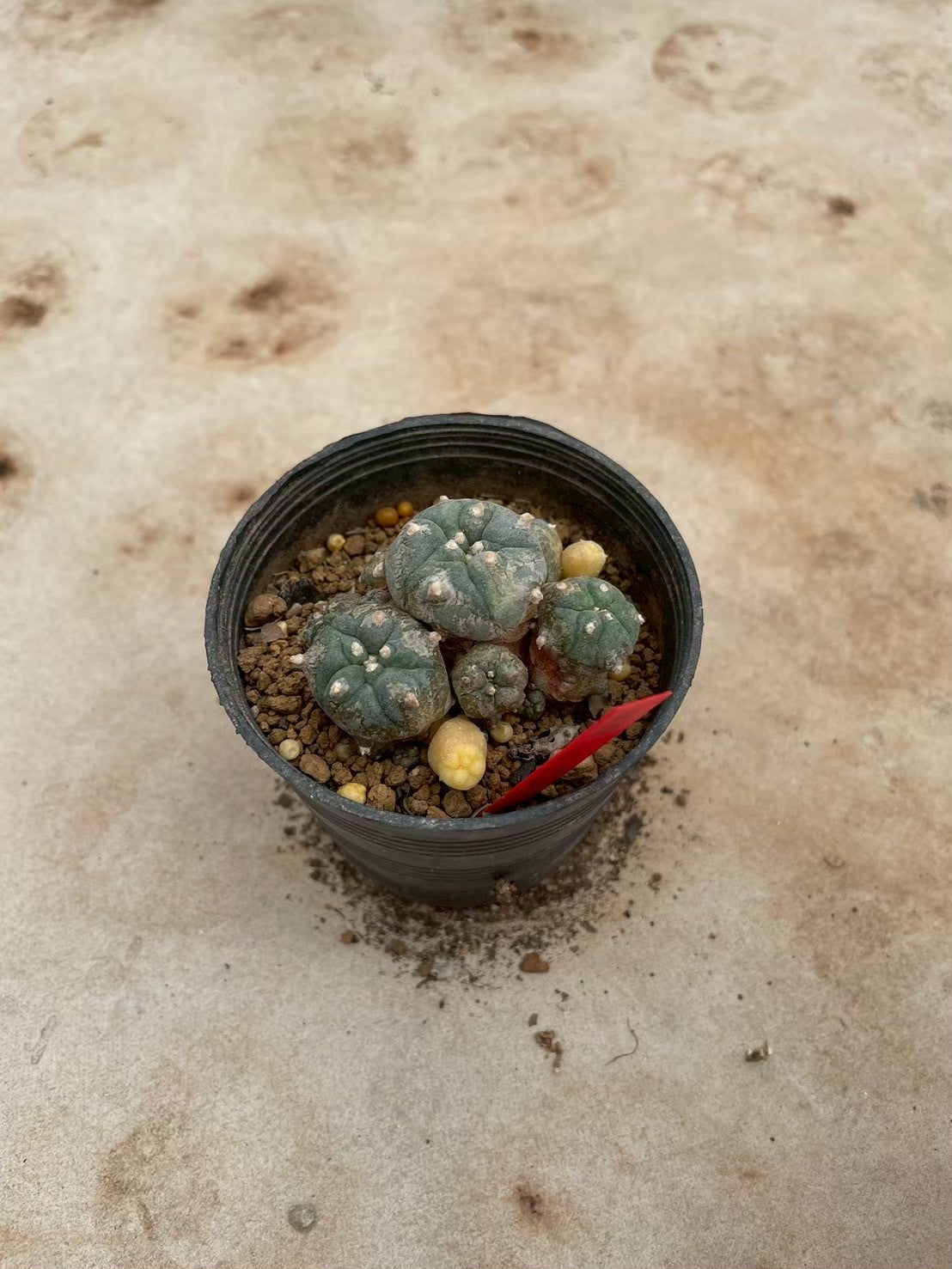 Lophophora williamsii variegate – Peyote Cactus (3-4 cm, Own Root) 12 years old