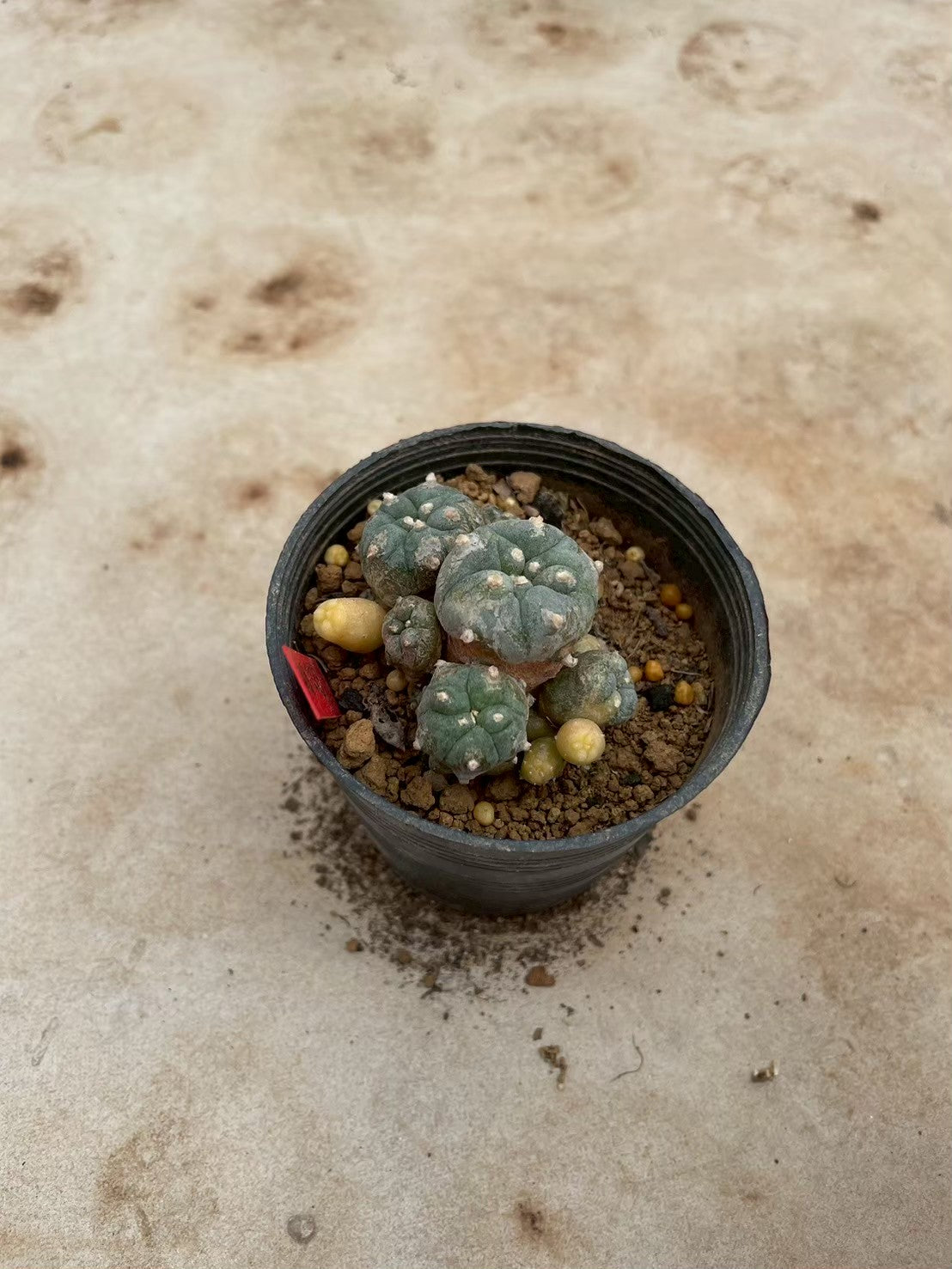 Lophophora williamsii variegate – Peyote Cactus (3-4 cm, Own Root) 12 years old