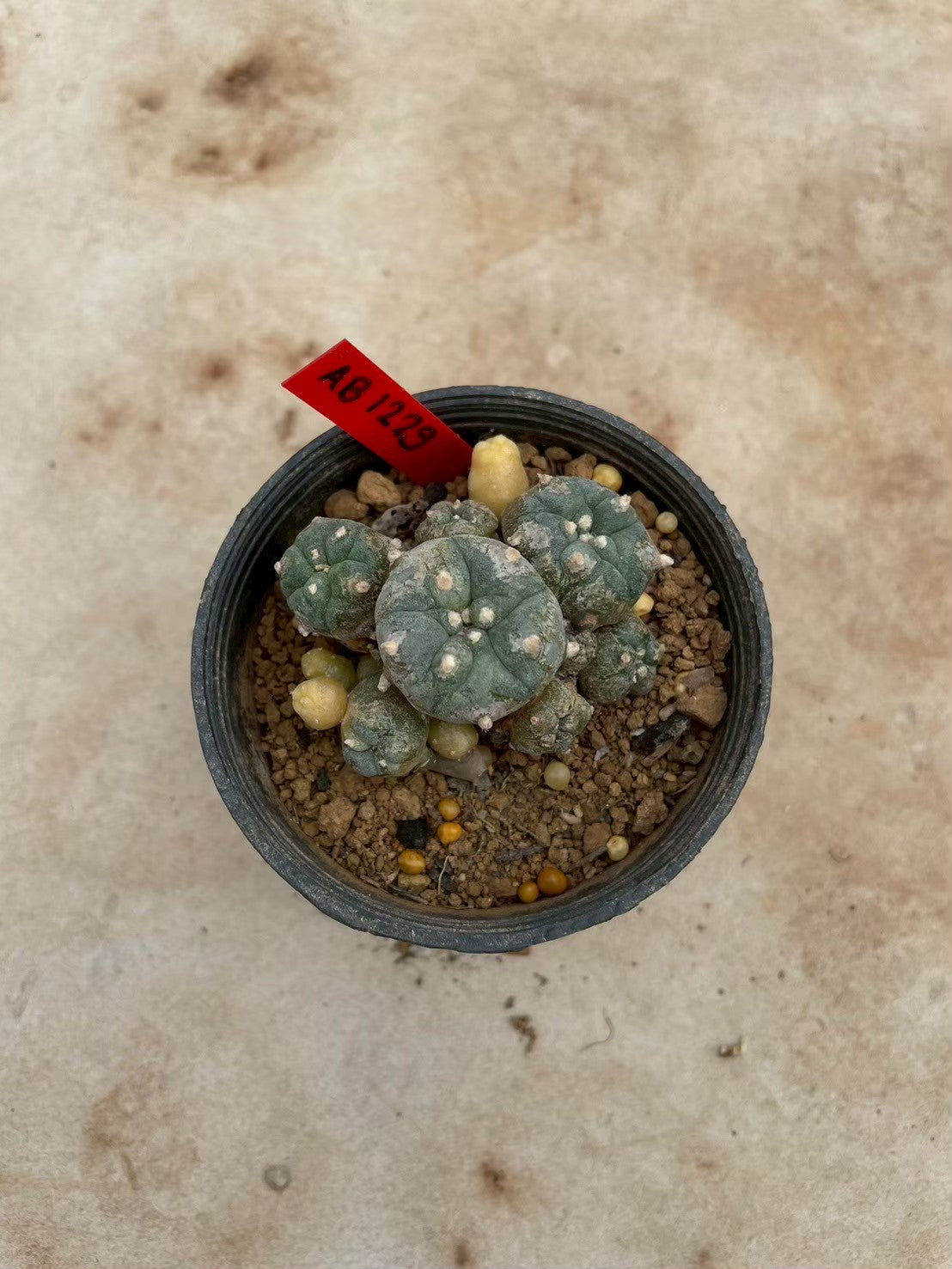 Lophophora williamsii variegate – Peyote Cactus (3-4 cm, Own Root) 12 years old