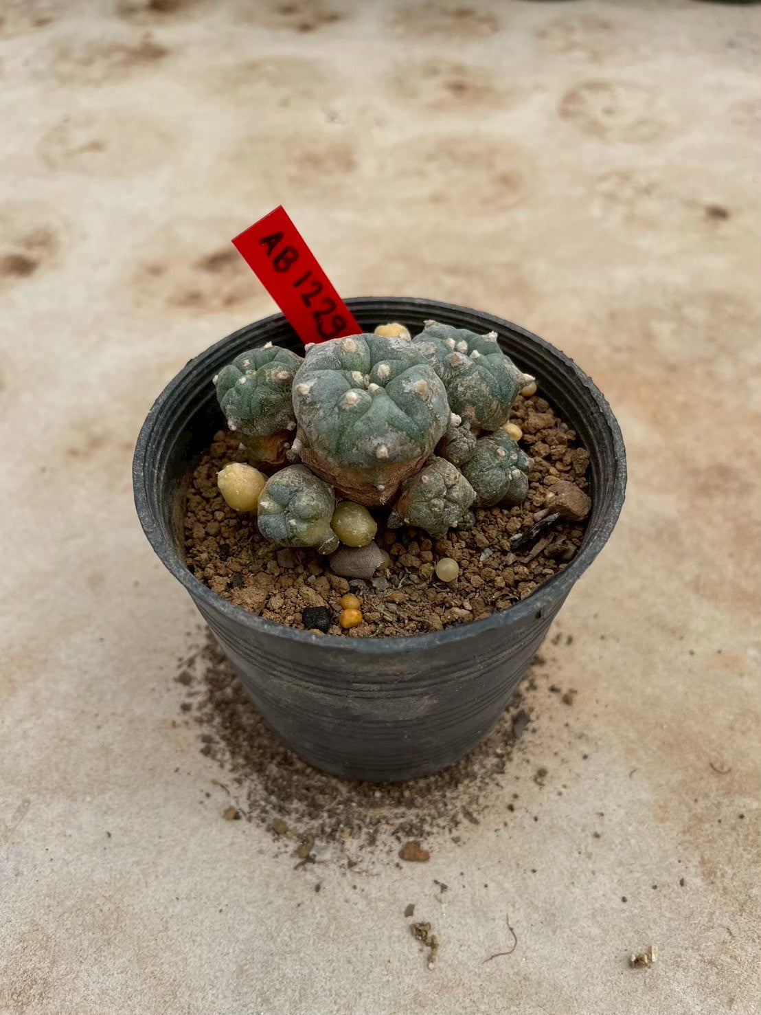 Lophophora williamsii variegate – Peyote Cactus (3-4 cm, Own Root) 12 years old