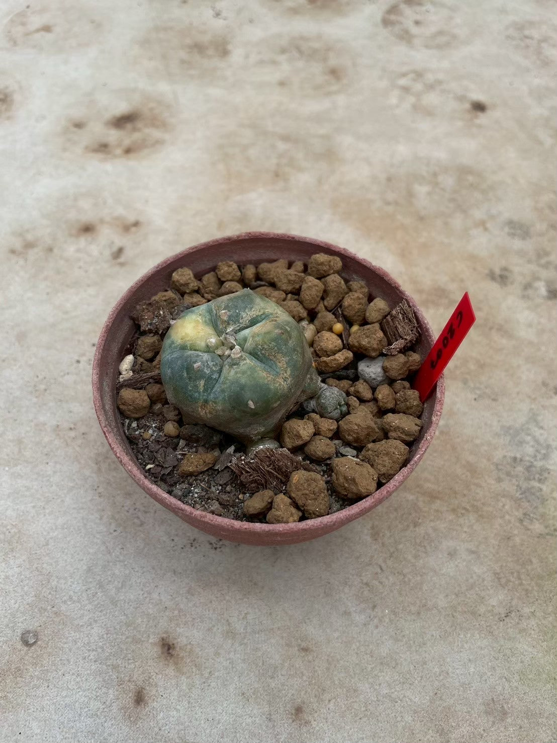 Lophophora williamsii variegata  – Peyote Cactus (3-4 cm, Own Root)