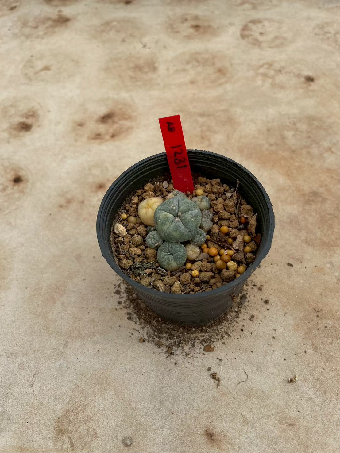 Lophophora williamsii variegate – Peyote Cactus (3-4 cm, Own Root) 12 years old