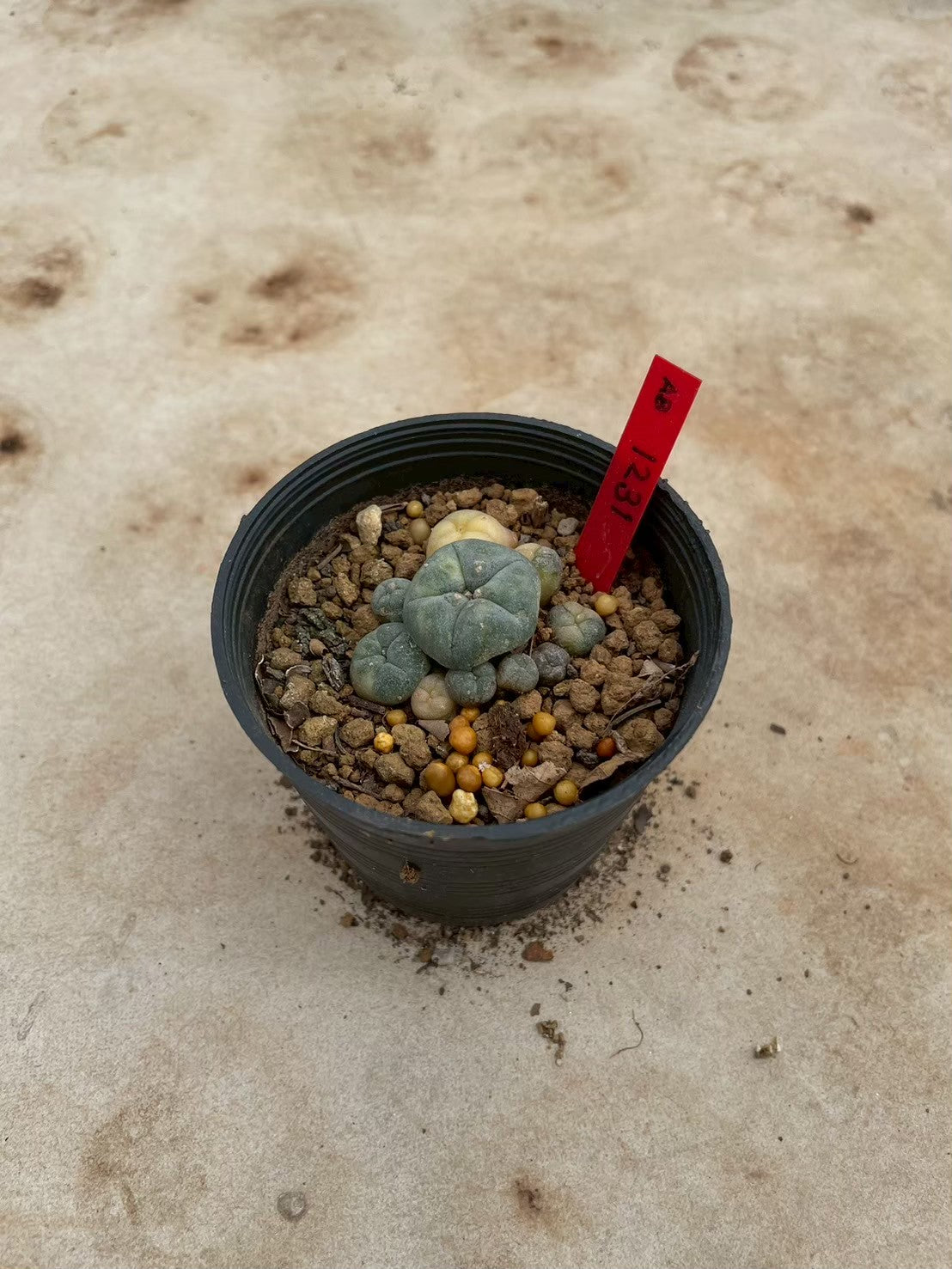 Lophophora williamsii variegate – Peyote Cactus (3-4 cm, Own Root) 12 years old