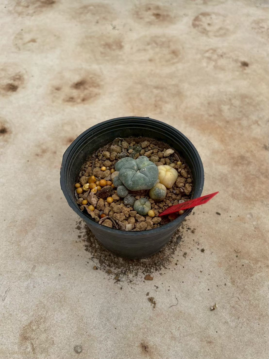 Lophophora williamsii variegate – Peyote Cactus (3-4 cm, Own Root) 12 years old