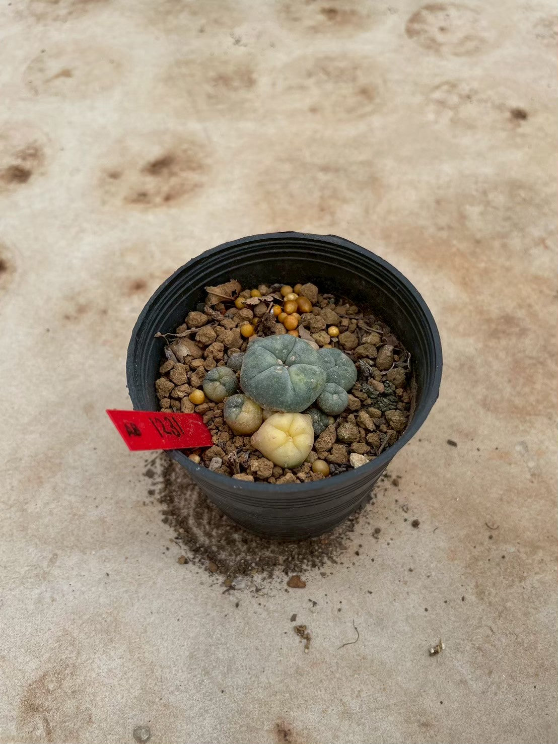 Lophophora williamsii variegate – Peyote Cactus (3-4 cm, Own Root) 12 years old