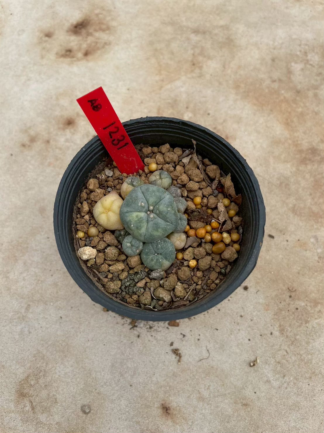 Lophophora williamsii variegate – Peyote Cactus (3-4 cm, Own Root) 12 years old
