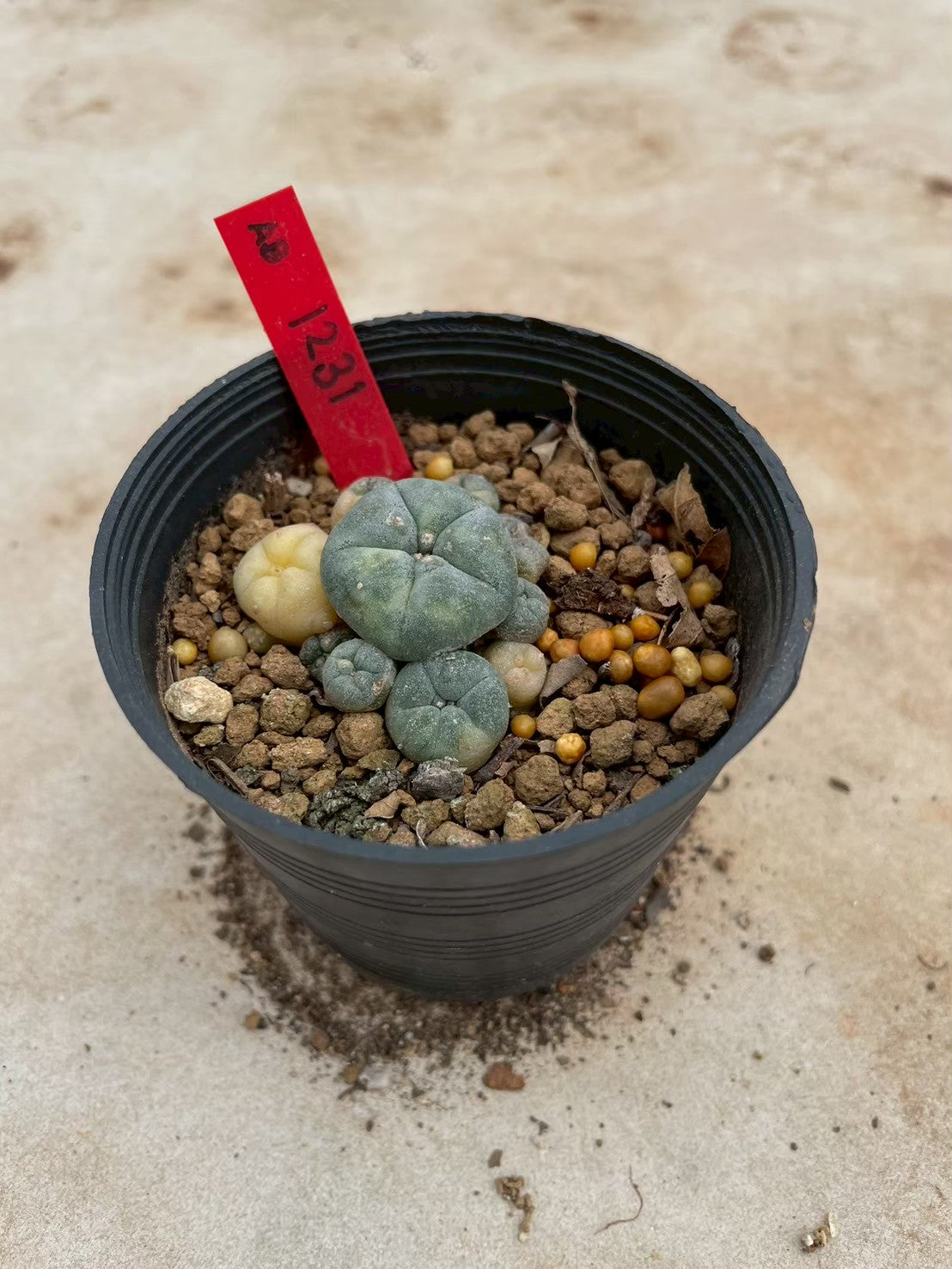 Lophophora williamsii variegate – Peyote Cactus (3-4 cm, Own Root) 12 years old