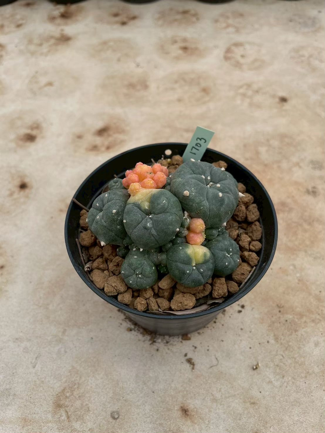 Lophophora williamsii variegate – Peyote Cactus (3-4 cm, Own Root) 12 years old