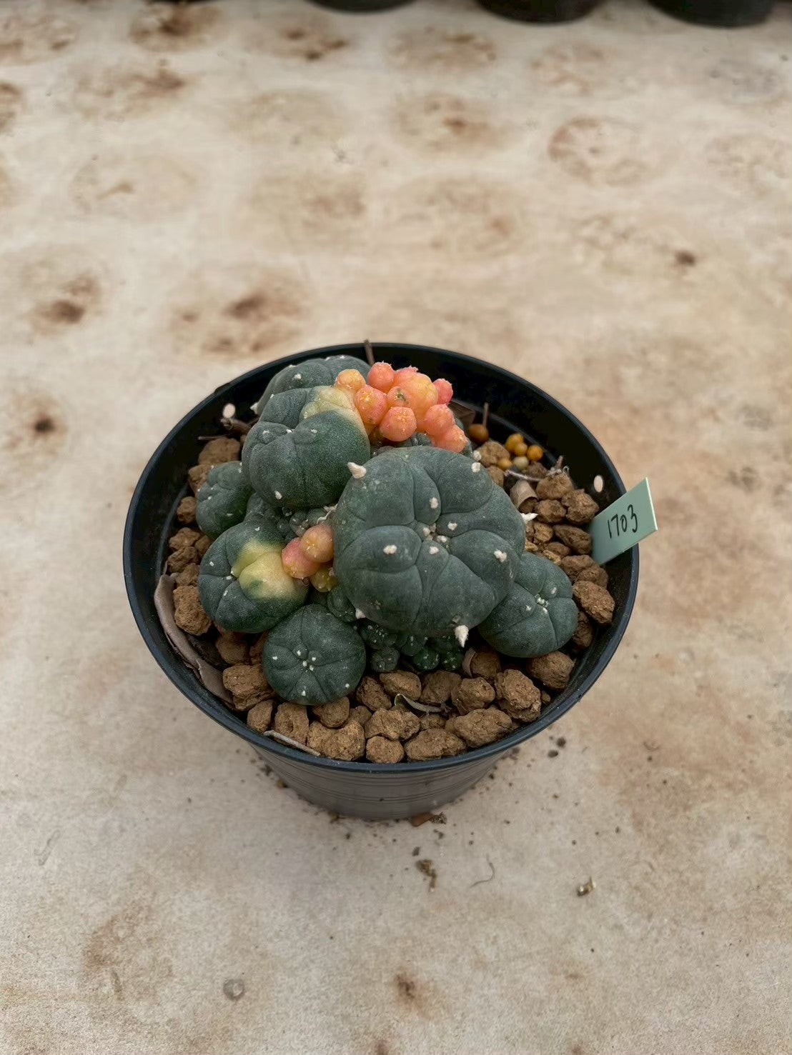 Lophophora williamsii variegate – Peyote Cactus (3-4 cm, Own Root) 12 years old