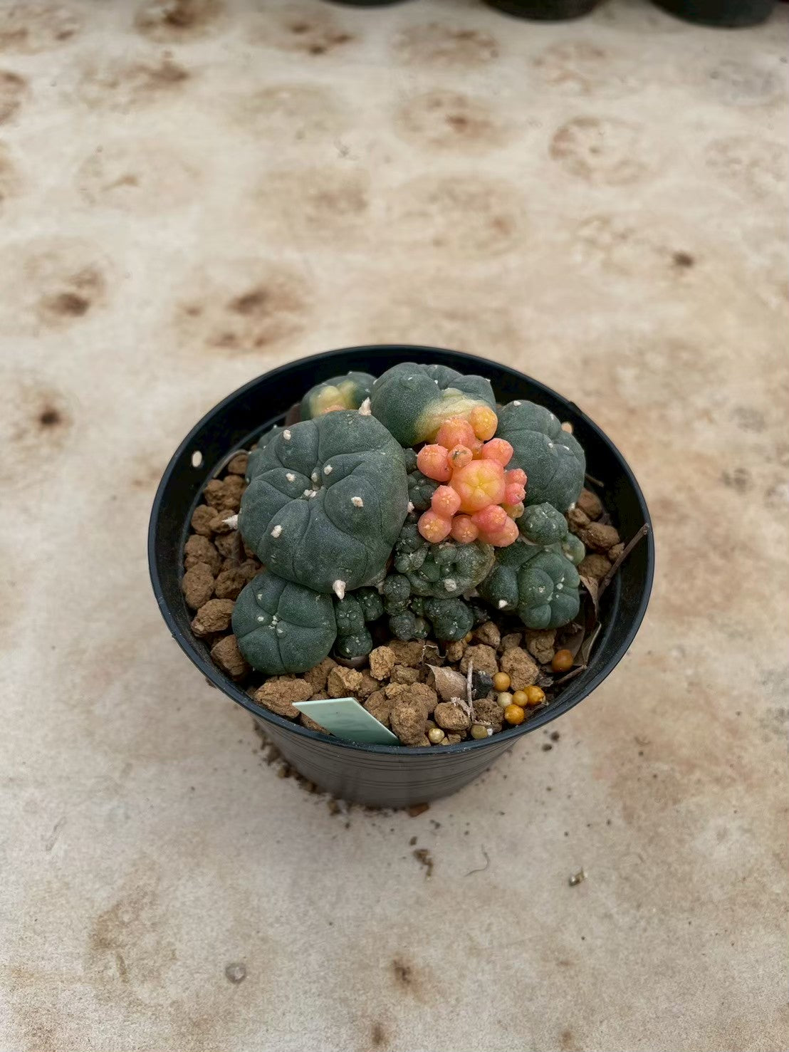 Lophophora williamsii variegate – Peyote Cactus (3-4 cm, Own Root) 12 years old