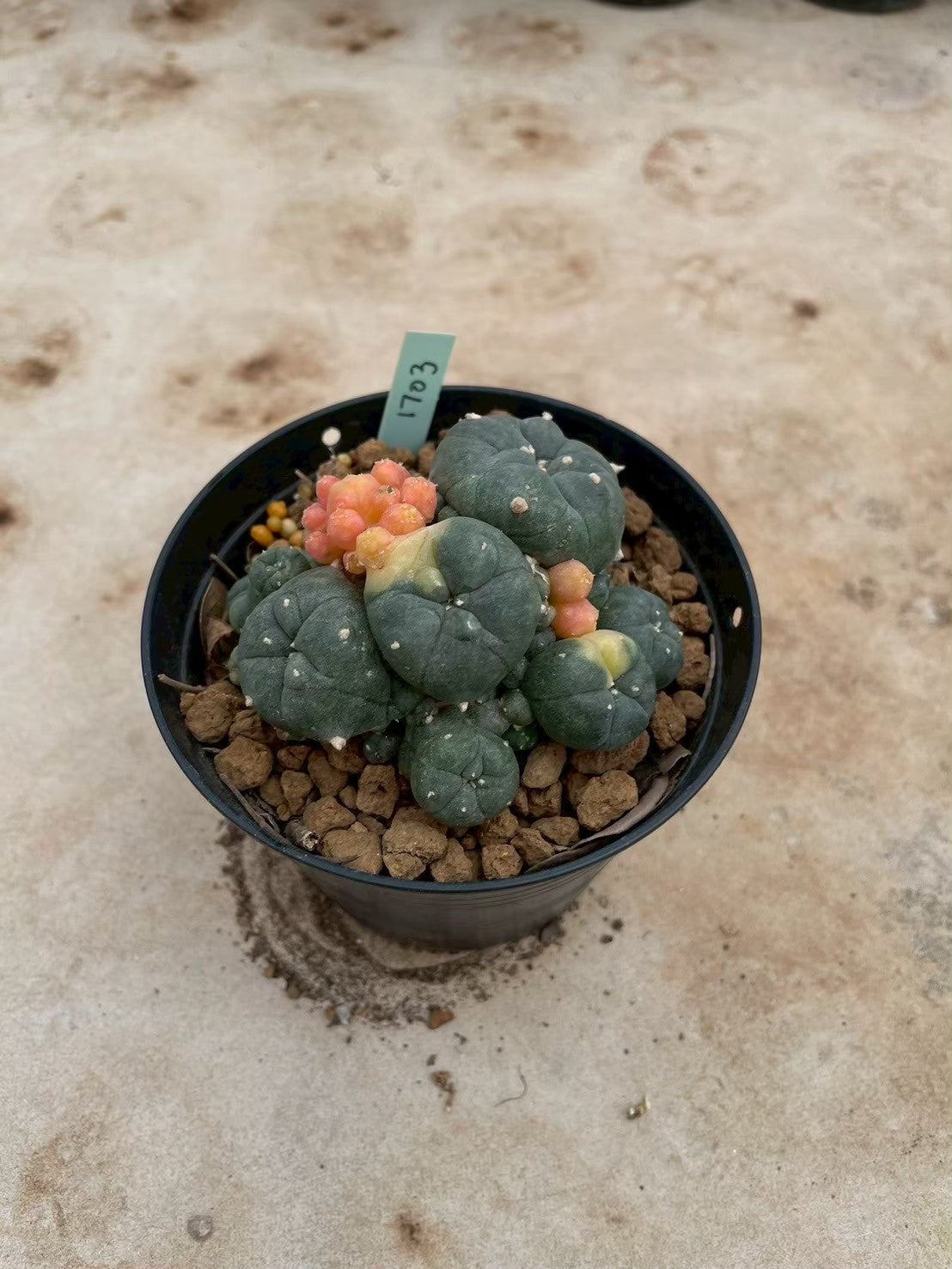 Lophophora williamsii variegate – Peyote Cactus (3-4 cm, Own Root) 12 years old