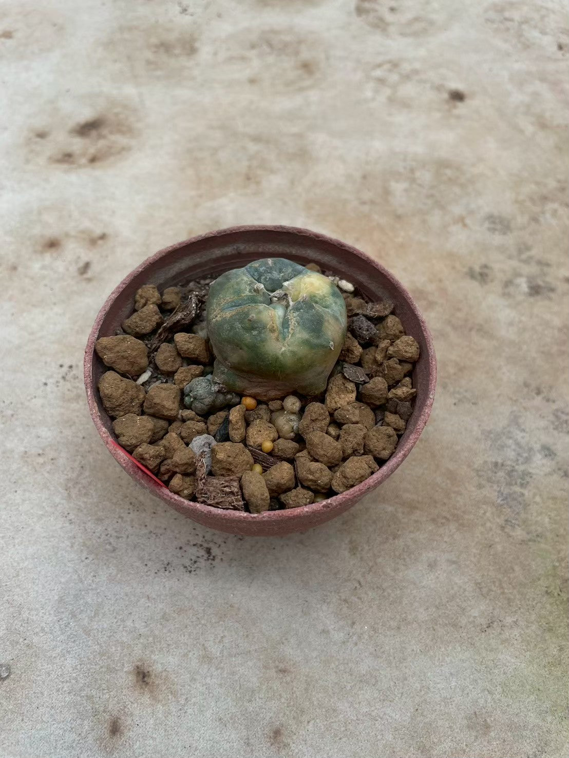 Lophophora williamsii variegata  – Peyote Cactus (3-4 cm, Own Root)