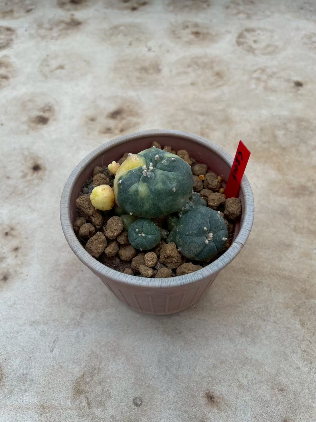 Lophophora williamsii variegata  – Peyote Cactus (3-4 cm, Own Root)