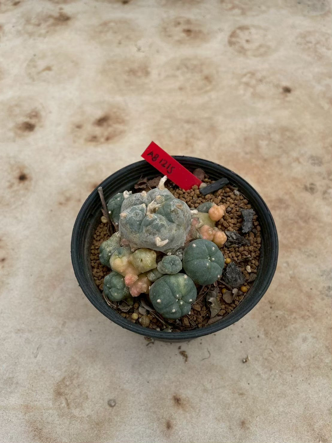 Lophophora williamsii variegate – Peyote Cactus (3-4 cm, Own Root) 12 years old