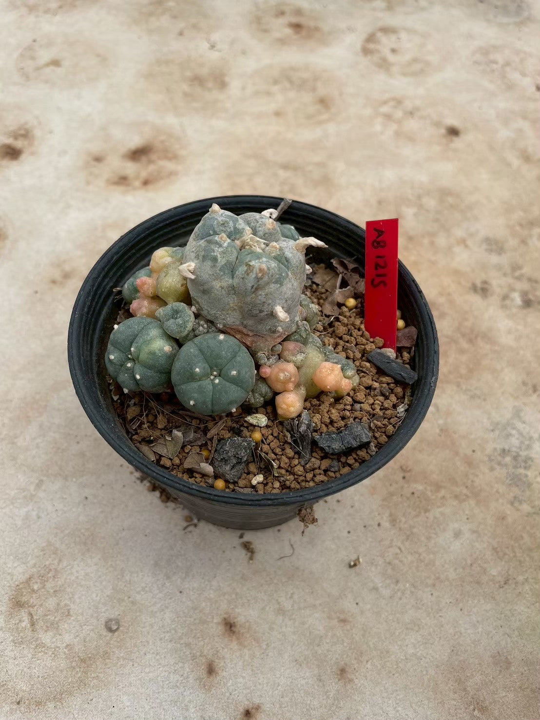 Lophophora williamsii variegate – Peyote Cactus (3-4 cm, Own Root) 12 years old