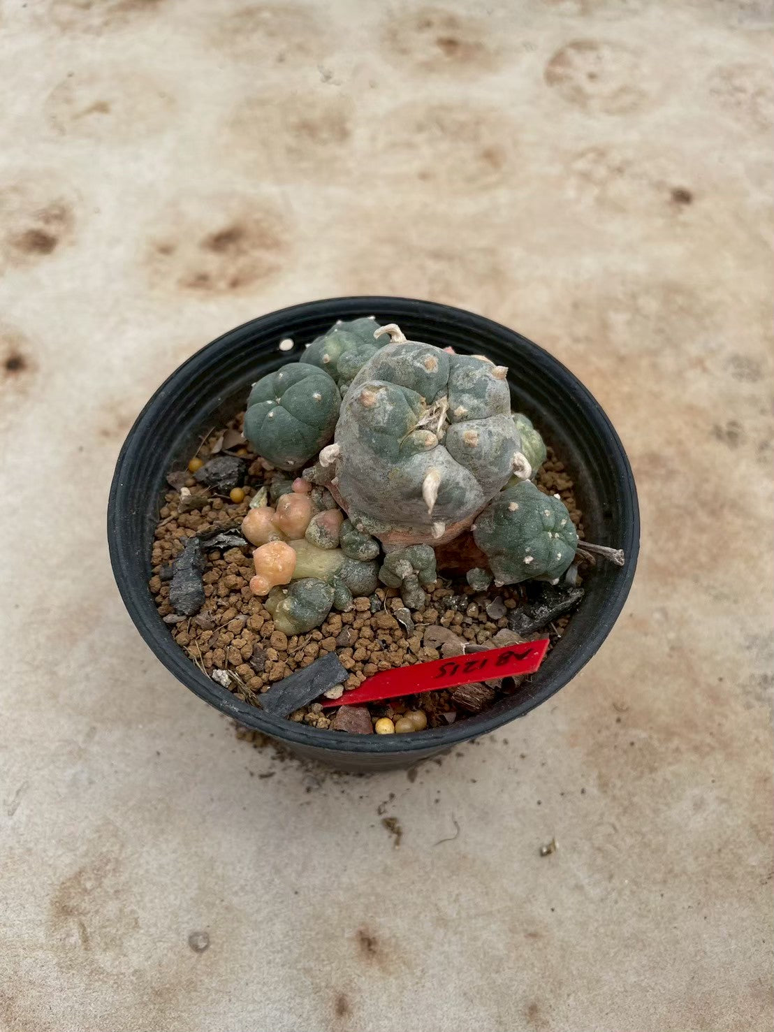 Lophophora williamsii variegate – Peyote Cactus (3-4 cm, Own Root) 12 years old