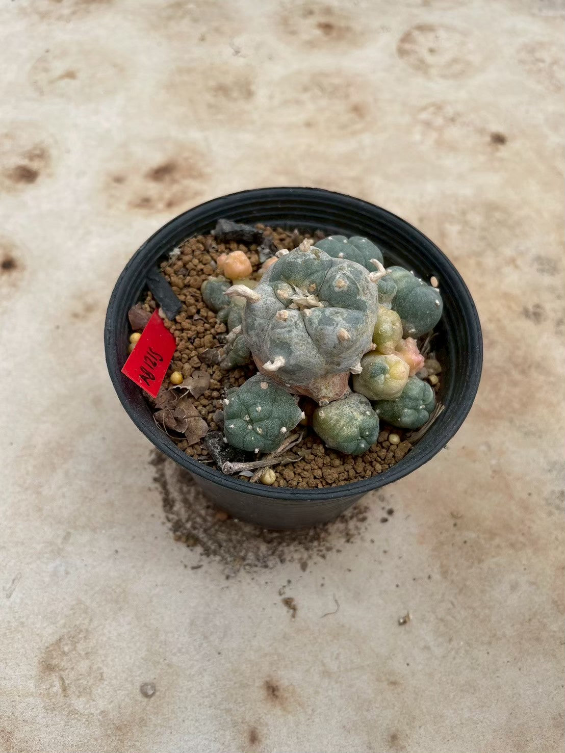 Lophophora williamsii variegate – Peyote Cactus (3-4 cm, Own Root) 12 years old