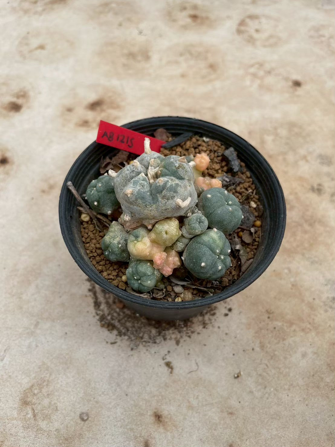 Lophophora williamsii variegate – Peyote Cactus (3-4 cm, Own Root) 12 years old