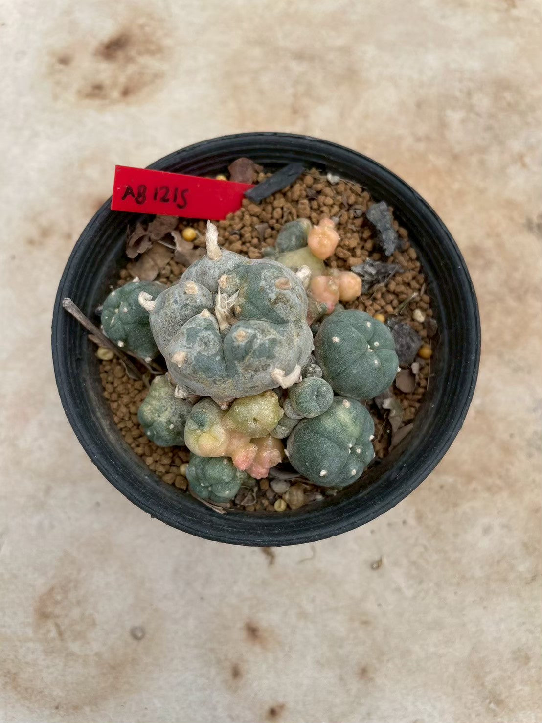Lophophora williamsii variegate – Peyote Cactus (3-4 cm, Own Root) 12 years old