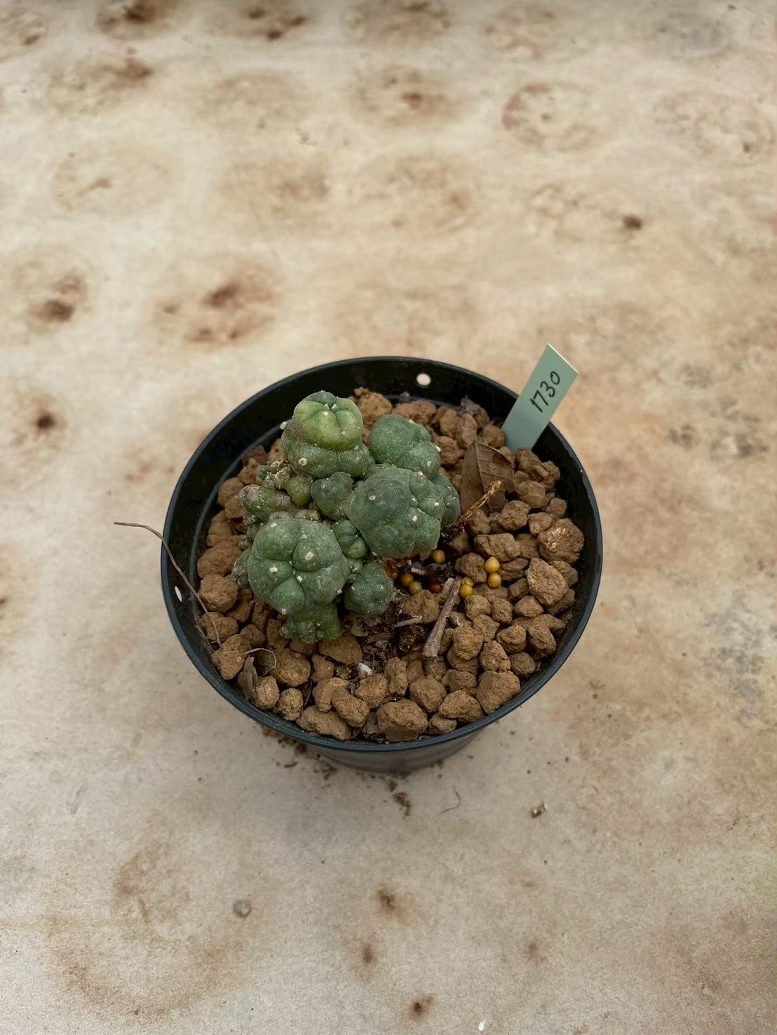 Lophophora williamsii variegate – Peyote Cactus (3-4 cm, Own Root) 12 years old