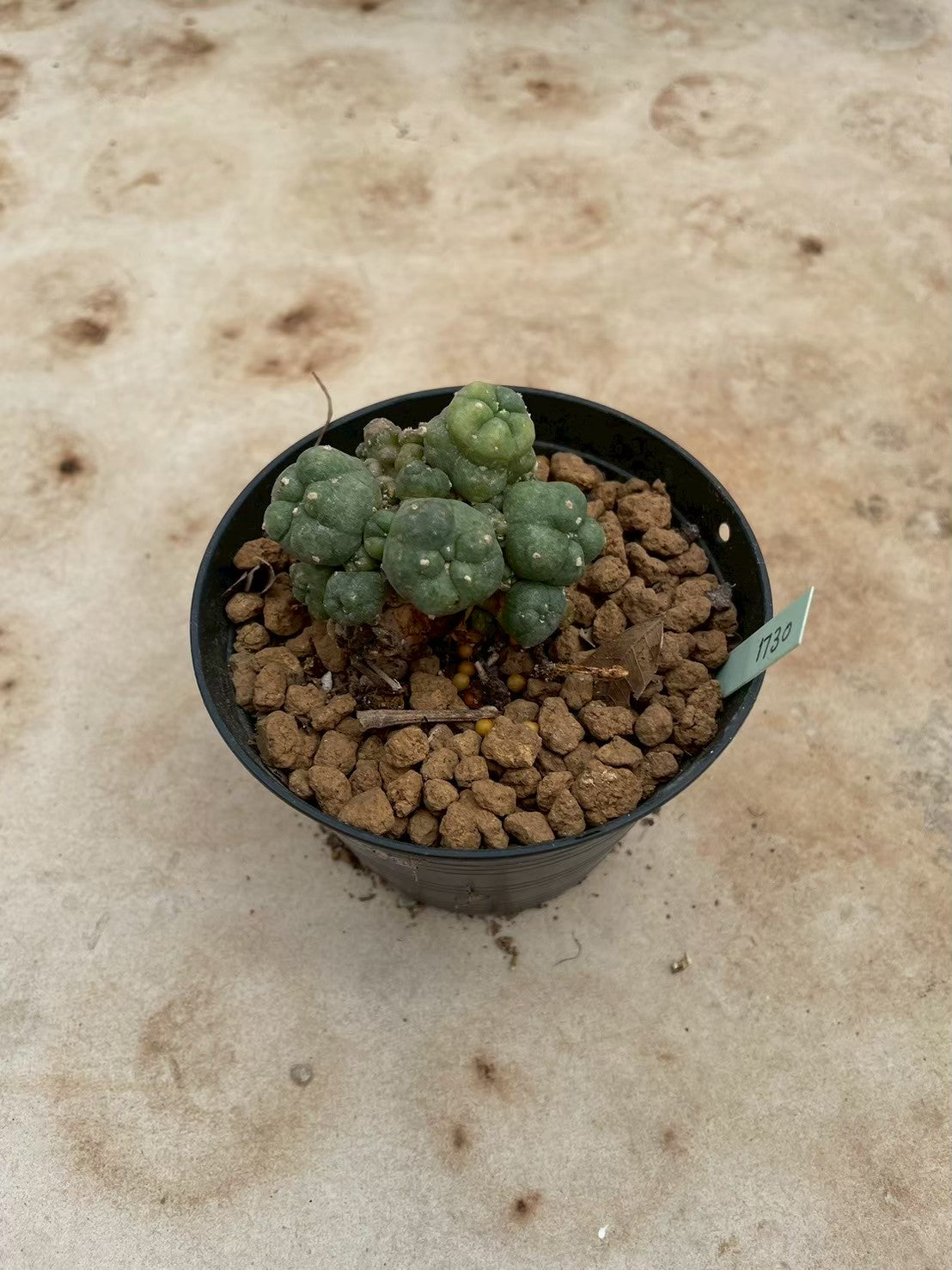Lophophora williamsii variegate – Peyote Cactus (3-4 cm, Own Root) 12 years old