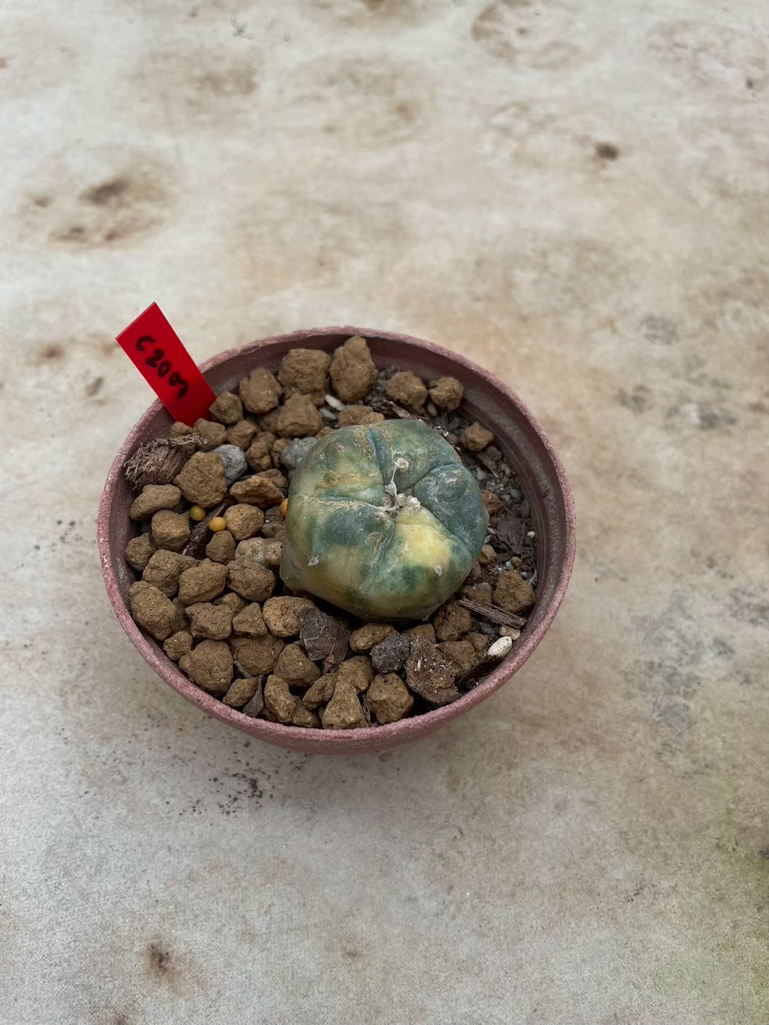 Lophophora williamsii variegata  – Peyote Cactus (3-4 cm, Own Root)