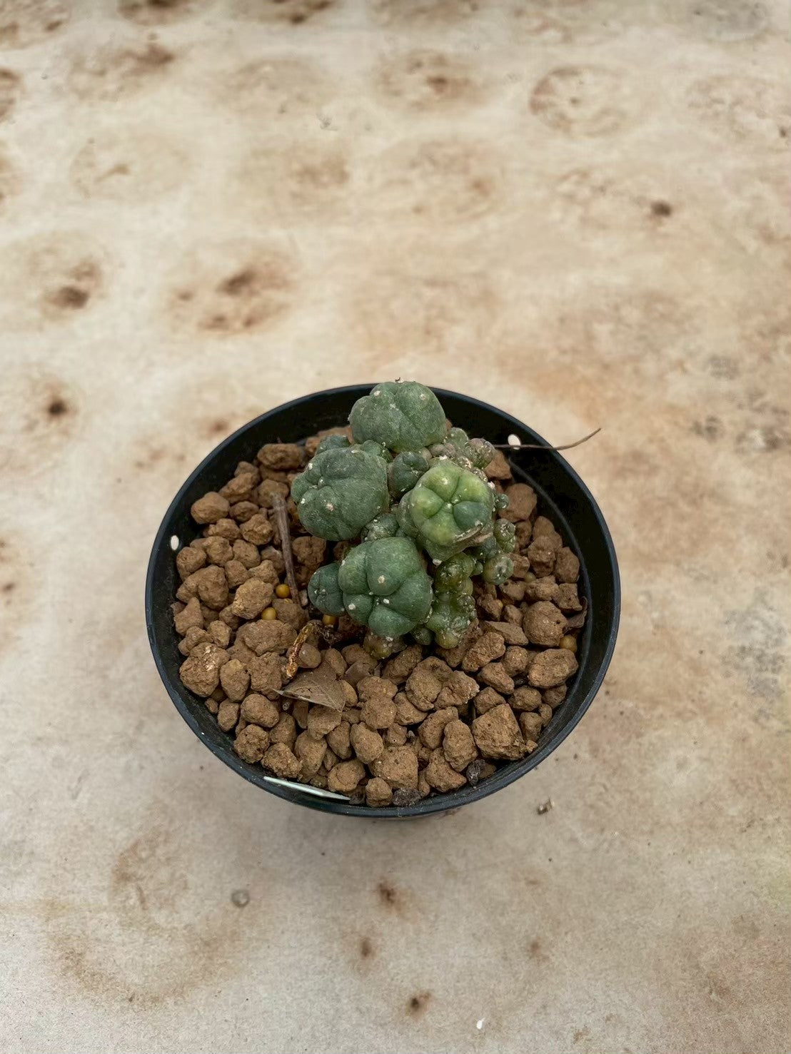 Lophophora williamsii variegate – Peyote Cactus (3-4 cm, Own Root) 12 years old