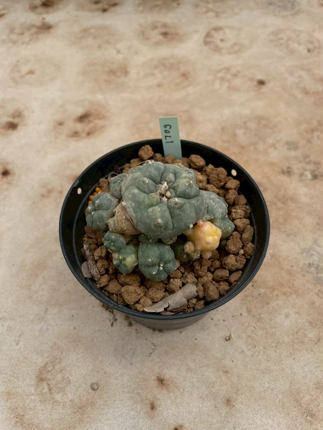 Lophophora williamsii variegate – Peyote Cactus (3-4 cm, Own Root) 12 years old