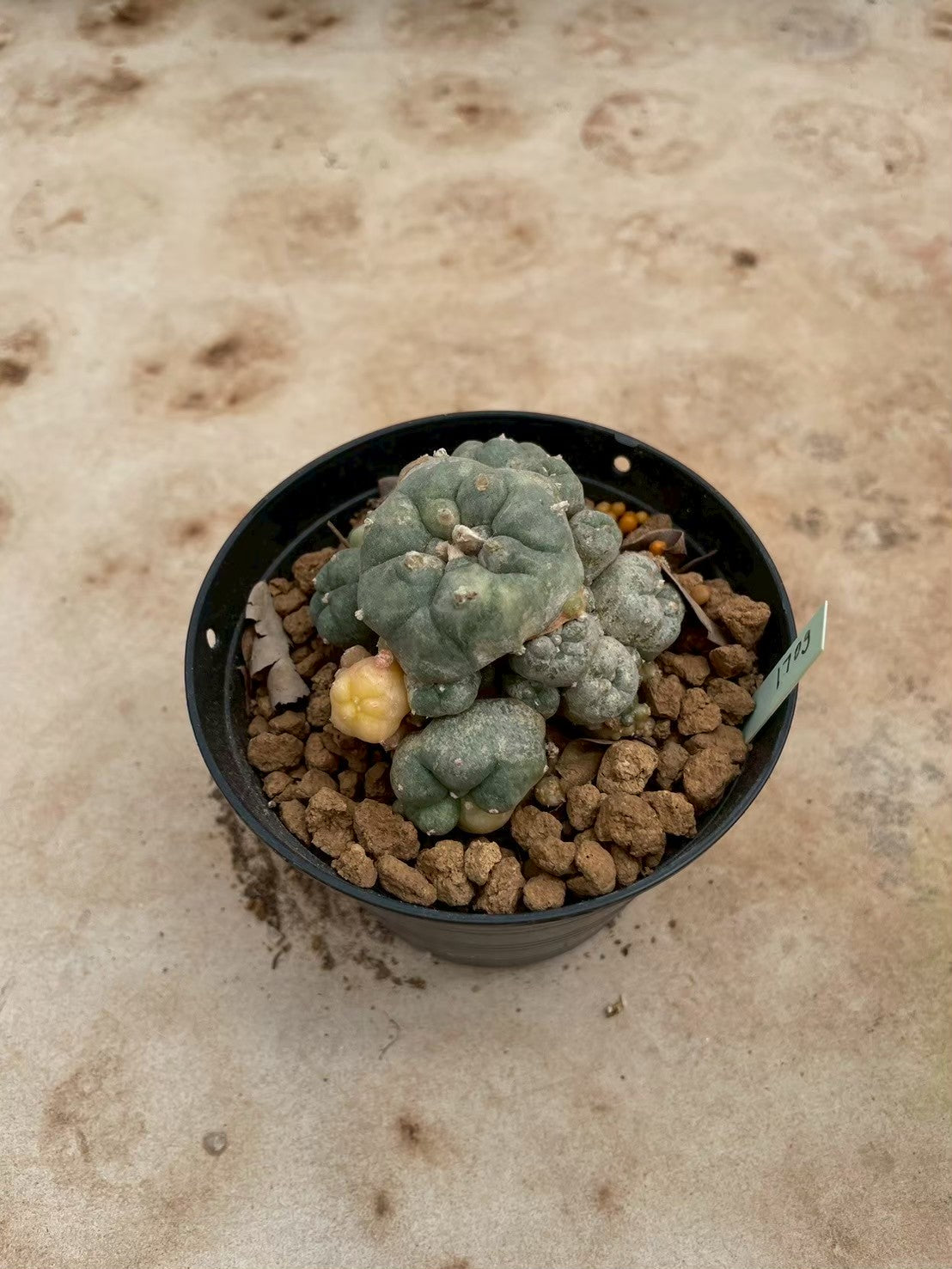 Lophophora williamsii variegate – Peyote Cactus (3-4 cm, Own Root) 12 years old