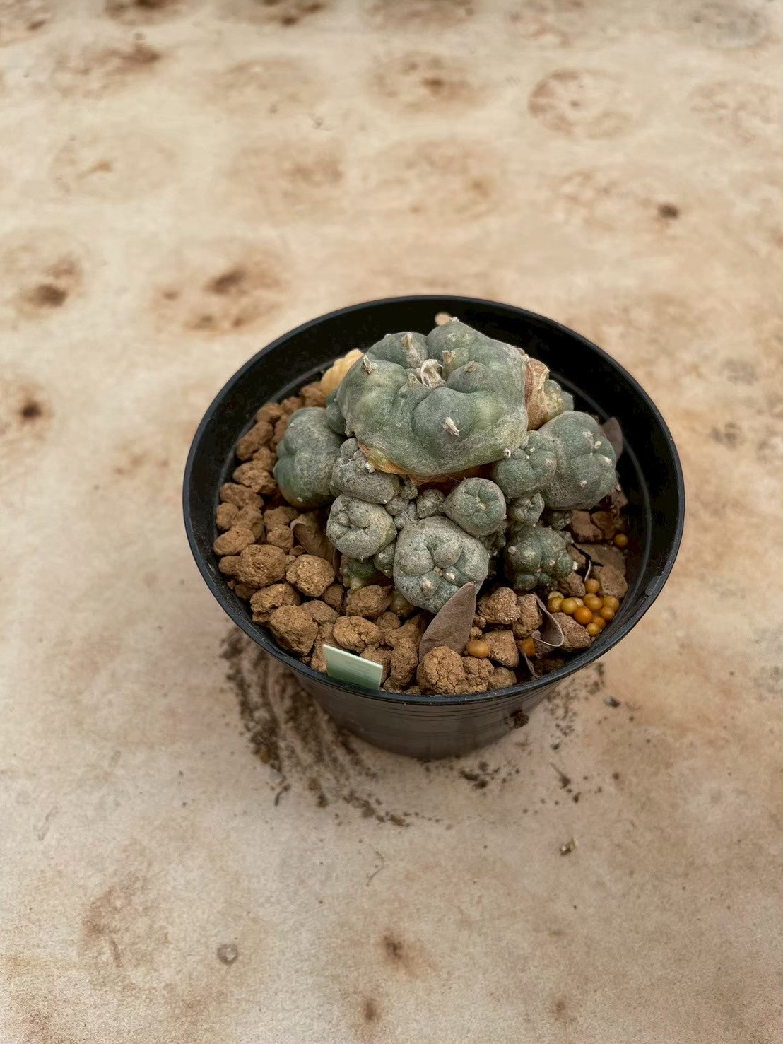 Lophophora williamsii variegate – Peyote Cactus (3-4 cm, Own Root) 12 years old
