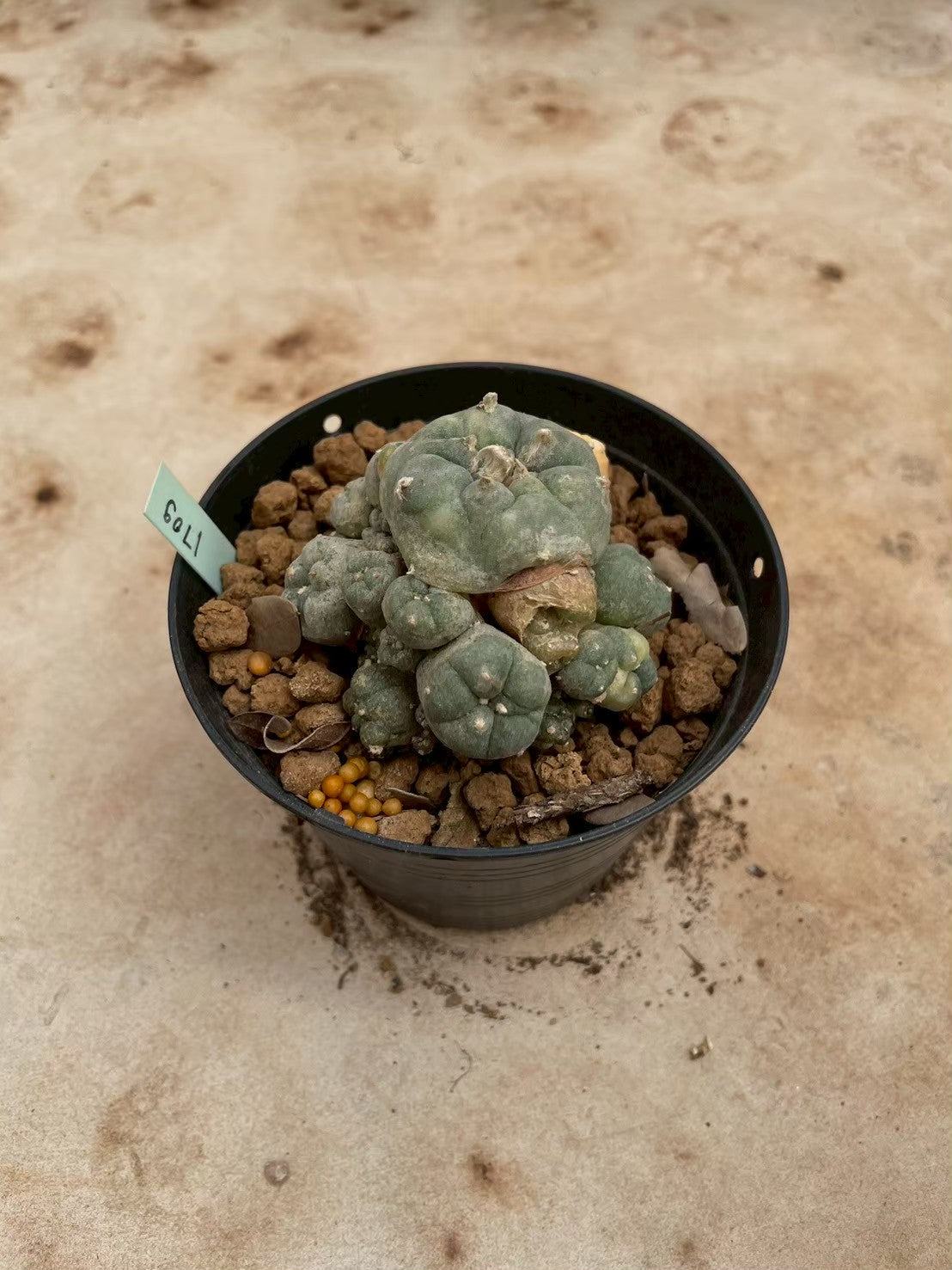 Lophophora williamsii variegate – Peyote Cactus (3-4 cm, Own Root) 12 years old
