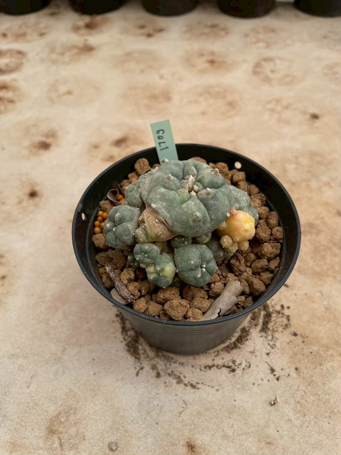 Lophophora williamsii variegate – Peyote Cactus (3-4 cm, Own Root) 12 years old